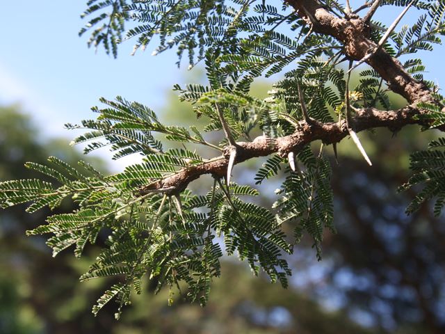 Acacia gerrardii random harvest  nursery (6)